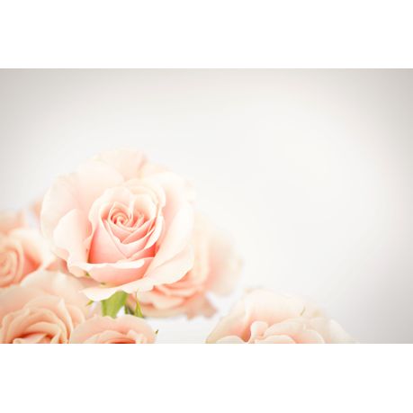 Wall Art Canvas - Soft Pink Roses
