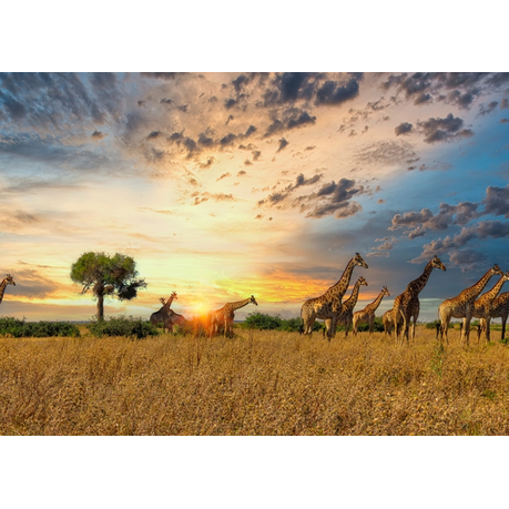 Wall Art Canvas - Giraffe Herd