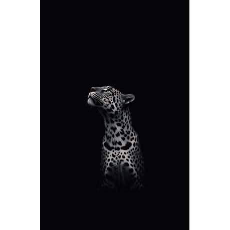 Wall Art Canvas - Black and White Leopard Looking Up