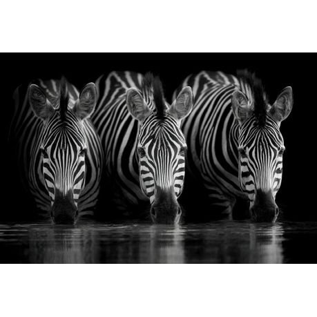 Wall Art Canvas - 3 Zebras Drinking Water at Night