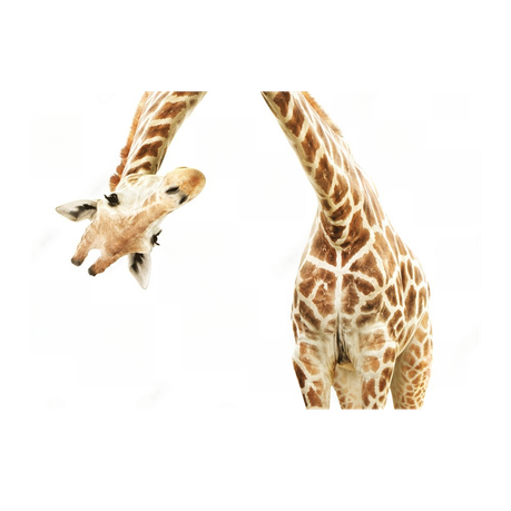 Wall Art Canvas - Giraffe