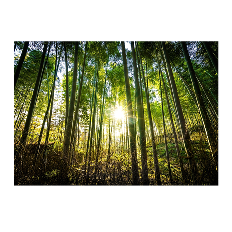 Wall Art Canvas - Forest Sunset