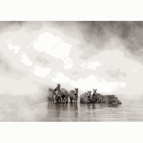 Wall Art Canvas - Zebra Herd By The River