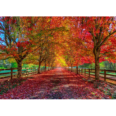 Wall Art Canvas - Autumn Trees Lining Driveway