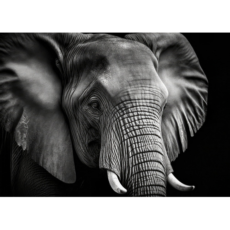 Wall Art Canvas - Portrait of an Elephant in Black and White