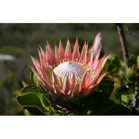 Canvas Wall Art - King Protea