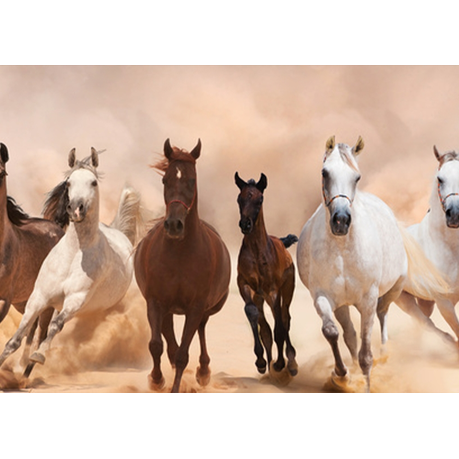 Wall Art Canvas - A Herd of Horses Running On The Sand Storm