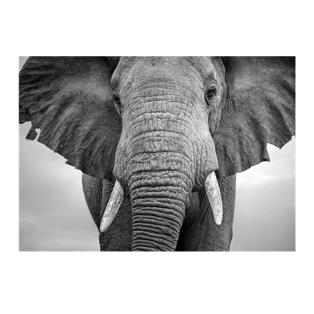 Wall Art Canvas - Elephant Walking