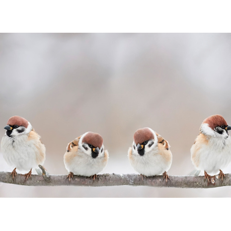 Wall Art Canvas - Little Birds Sit On A Branch and Chirp