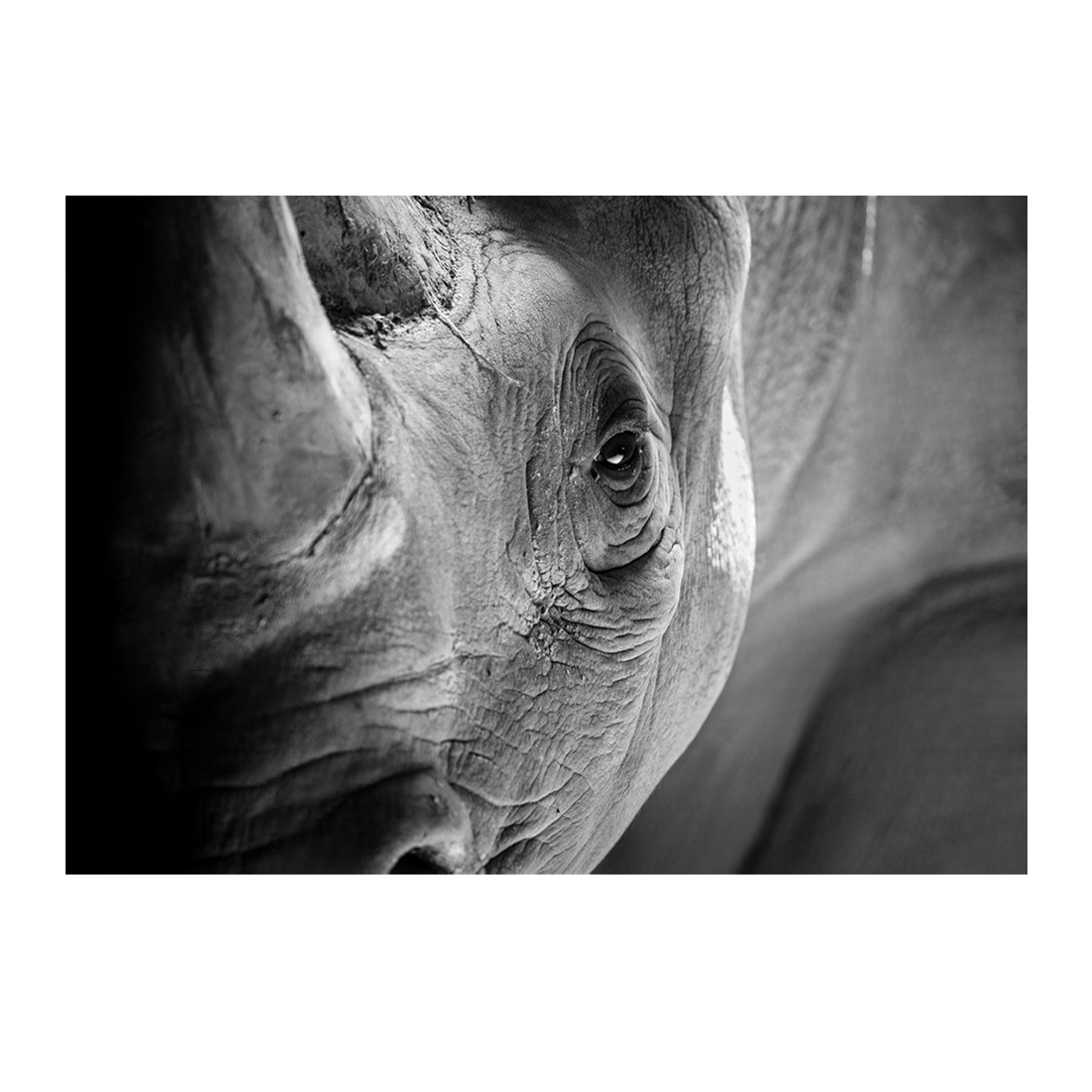 Wall Art Canvas - Rhino Close Up