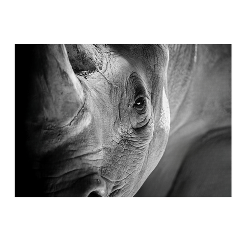 Wall Art Canvas - Rhino Close Up