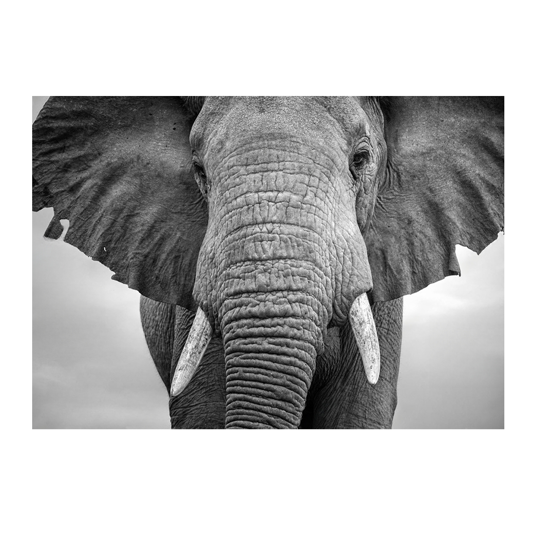 Wall Art Canvas - Elephant Close Up