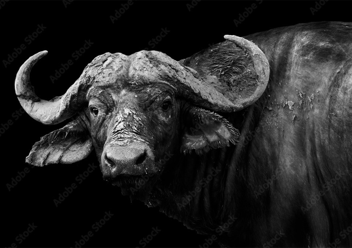 Wall Art Canvas - Buffalo