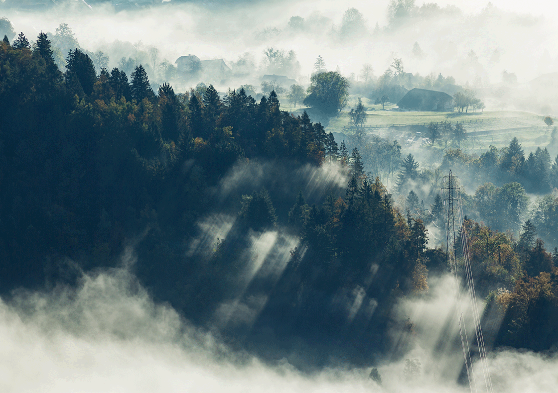 Wall Art Canvas - Mountain Top Forest