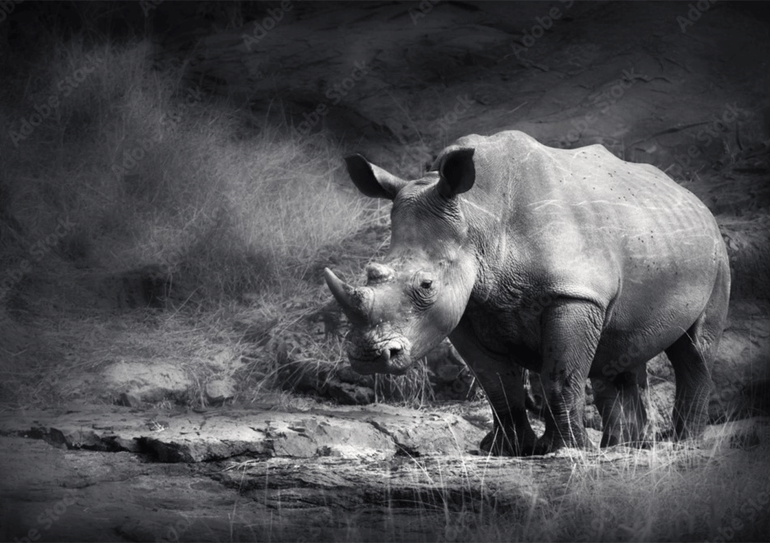 Wall Art Canvas - Rhino
