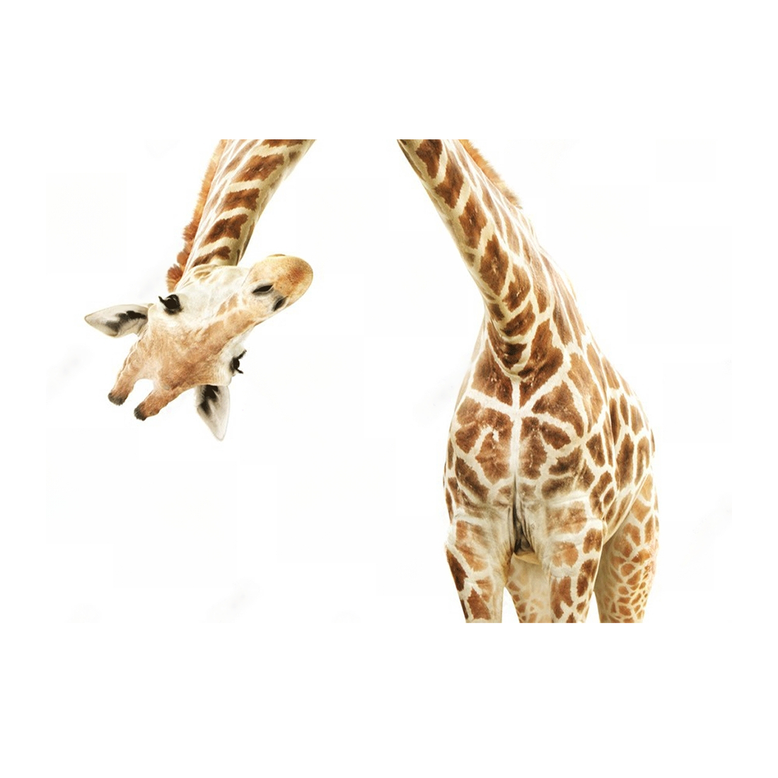 Wall Art Canvas - Giraffe
