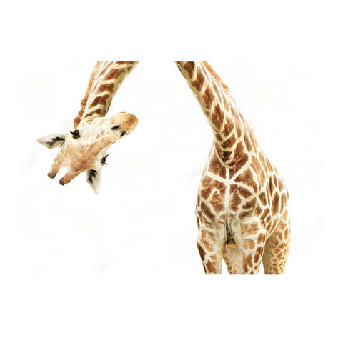 Wall Art Canvas - Giraffe